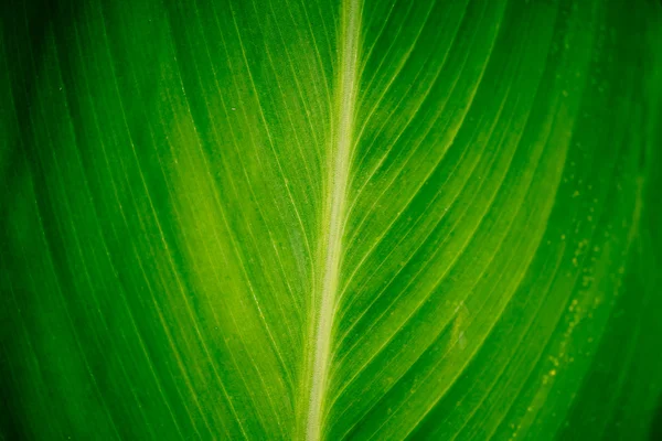 Leaf of Yellow Canna flower — Stock Photo, Image