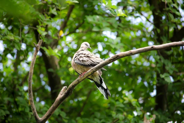 나무 가지에 앉아 비둘기 — 스톡 사진