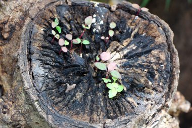 üzerinde ölü bir ağaç büyüyen genç bitki