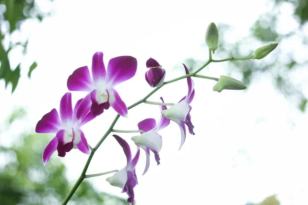 Flor de orquídea blanca y violeta — Foto de Stock