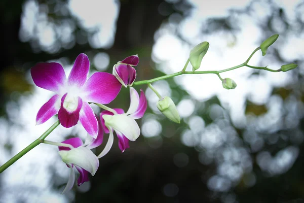 Flor de orquídea branca e violeta — Fotografia de Stock
