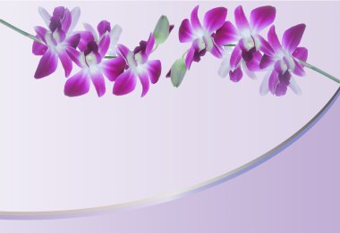 Whtie ve mor orkide çiçek arka plan 