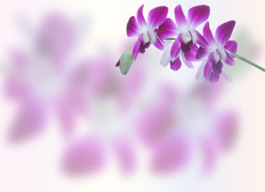 Whtie ve mor orkide çiçek arka plan 