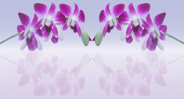 Fondo de Whtie y flor violeta de la orquídea — Foto de Stock