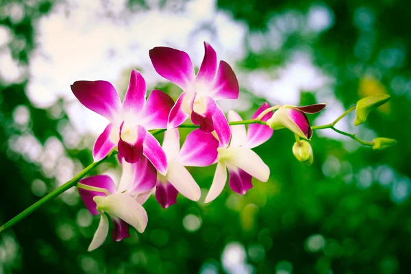 Whtie und violette Orchideenblume — Stockfoto