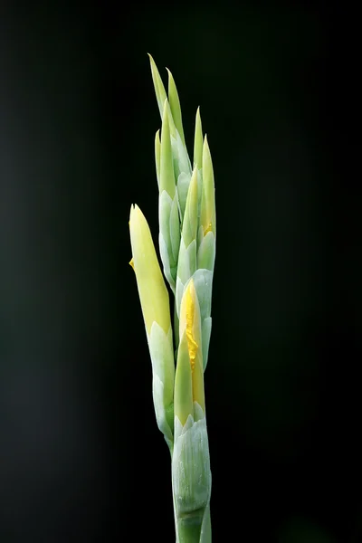 Amarelo Canna flor em fundo preto — Fotografia de Stock