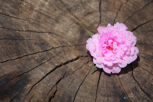 Tahta arka plan ile yumuşak pembe ortak semizotu çiçek — Stok fotoğraf