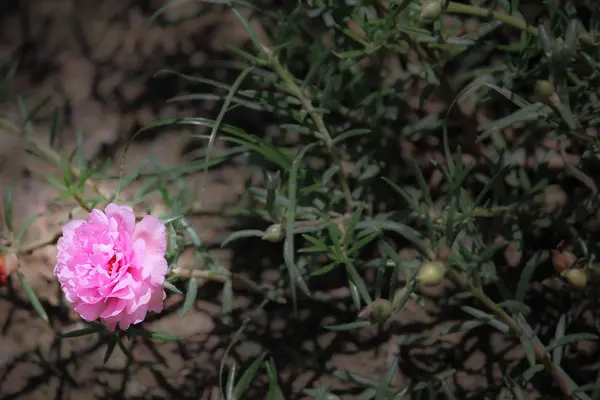 Flor Purslane comum rosa suave — Fotografia de Stock