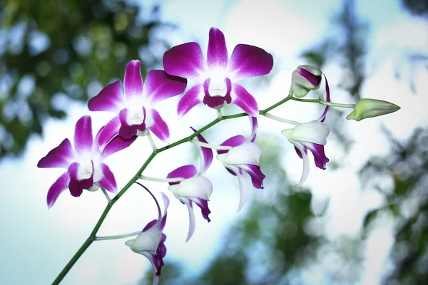 Primer plano Whtie y flor violeta de la orquídea — Foto de Stock