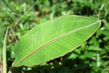  Küçük muz ağacının yaprak