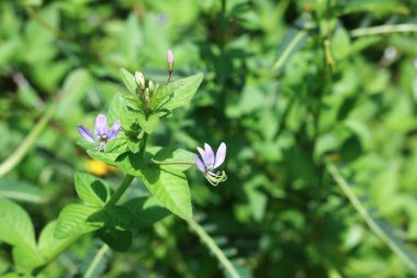 Küçük mor çiçek yakın çekim