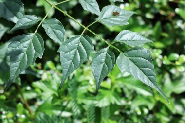 Hint cork ağacının yaprak