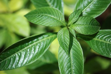 Yeşil yaprak Catharanthus çevresi çiçek