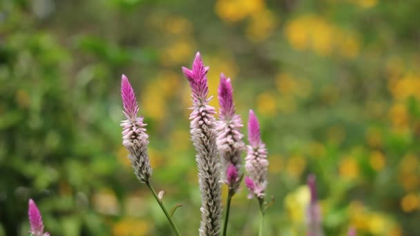 Fiore in erba rosa in giardino — Video Stock