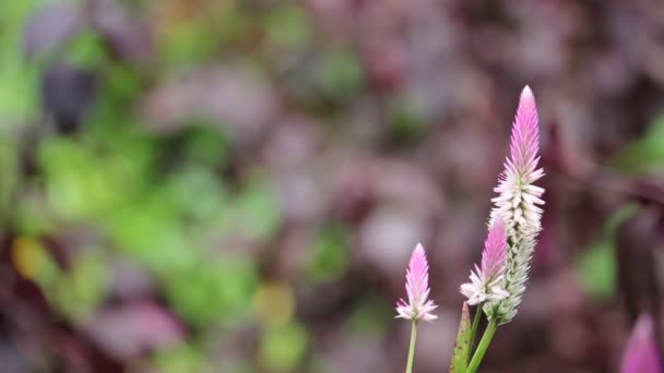 분홍색 잔디 꽃 정원에서 — 비디오