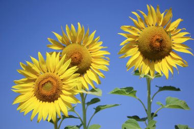 Sarı Güneş çiçeği 