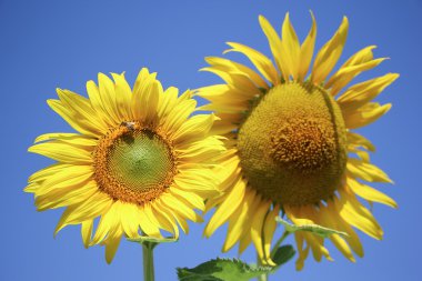 Sarı Güneş çiçeği 