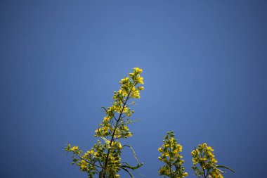 Tayland bakır kapsülünün Sarı Çiçeği ya da Cassod ağacını kapat