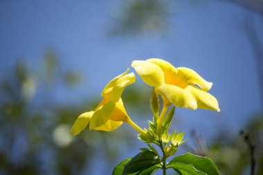 Yeşil yapraklı Sarı Allamanda 'ya yaklaş