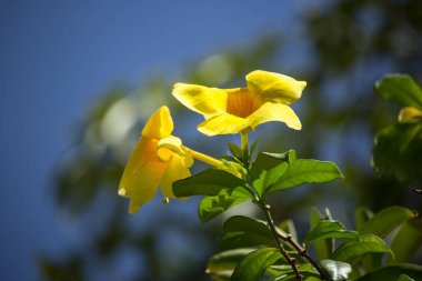Yeşil yapraklı Sarı Allamanda 'ya yaklaş