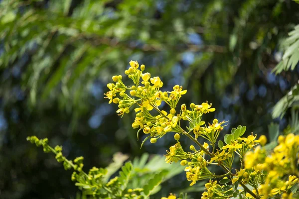 Închideți Florile Galbene Ale Păstăilor Cupru Thailandez Sau Ale Copacului — Fotografie, imagine de stoc