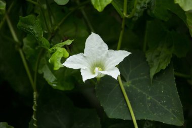 Beyaz Çiçek Sarmaşık Kabağı veya Coccinia Grandis