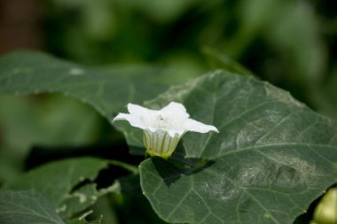 Beyaz Çiçek Sarmaşık Kabağı veya Coccinia Grandis