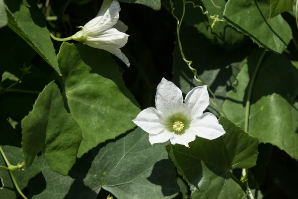 Белый Цветок Ivy Gourd Coccinia Grandis — стоковое фото