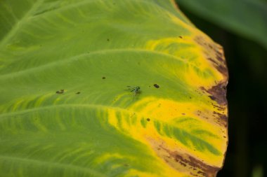 Fil kulağı, Cocoyam, Dasheen, Eddoe, Japon taro, Taro