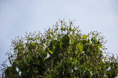 Yeşil yapraklı yeşil meşe ağacını kapat.