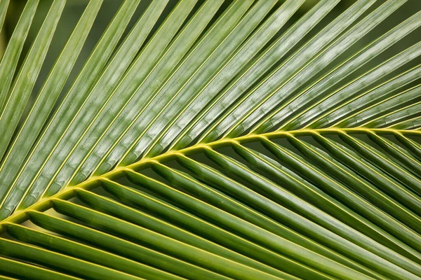 Nahaufnahme Des Grünen Blattes Der Kokosnuss — Stockfoto