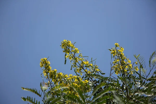 Feche Flor Amarela Vagem Cobre Tailandesa Árvore Cassod — Fotografia de Stock