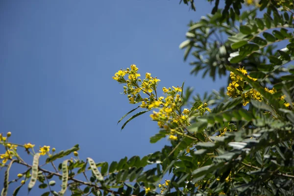 Закройте Желтый Цветок Тайской Медной Стручки Дерева Кассо — стоковое фото