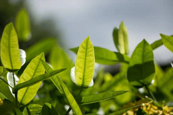 Close Folha Verde Flor Pequena Ixora — Fotografia de Stock