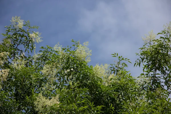 Ağaçların Yeşil Yaprağı Mavi Gökyüzünde Beyaz Çiçek Fraxinus Griffithii Ağacı — Stok fotoğraf