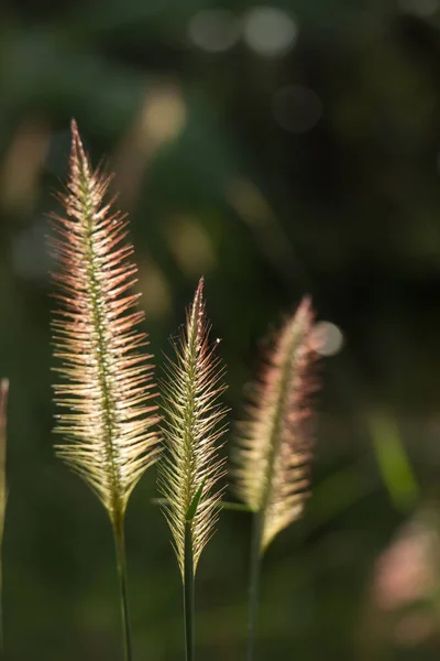 Close Shot Van Gele Gras Bloem — Stockfoto