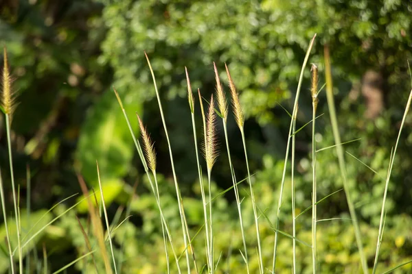 Close Shot Van Gele Gras Bloem — Stockfoto