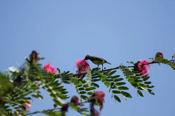 Zamknij Się Ptak Drzewie Różowy Kwiat Puff — Zdjęcie stockowe