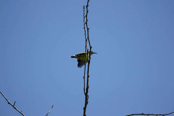 Primer Plano Pájaro Árbol Flor Rosa Polvo Puff — Foto de Stock