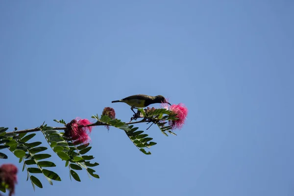 Zamknij Się Ptak Drzewie Różowy Kwiat Puff — Zdjęcie stockowe