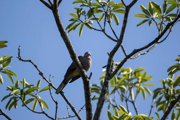 棕鸽坐在蓝天背景的树枝上 — 图库照片