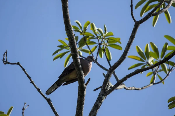 Brown Pigeon Сидів Гілці Дерев Синім Небом — стокове фото