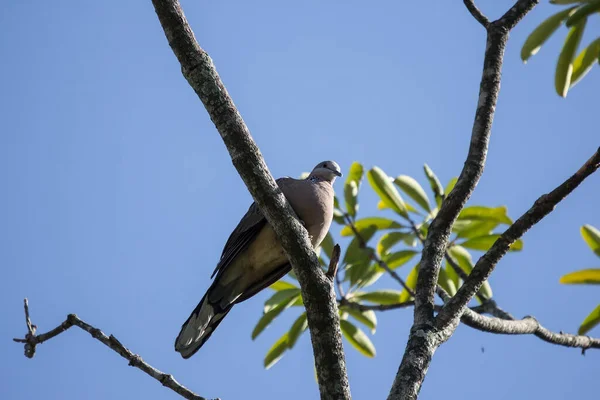 Pigeon Brun Assis Sur Branche Arbre Avec Fond Bleu Ciel — Photo