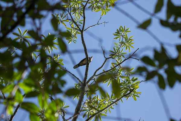 棕鸽坐在蓝天背景的树枝上 — 图库照片