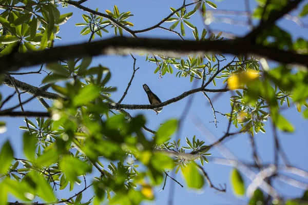 Pombo Marrom Sentado Galho Árvore Com Fundo Céu Azul — Fotografia de Stock