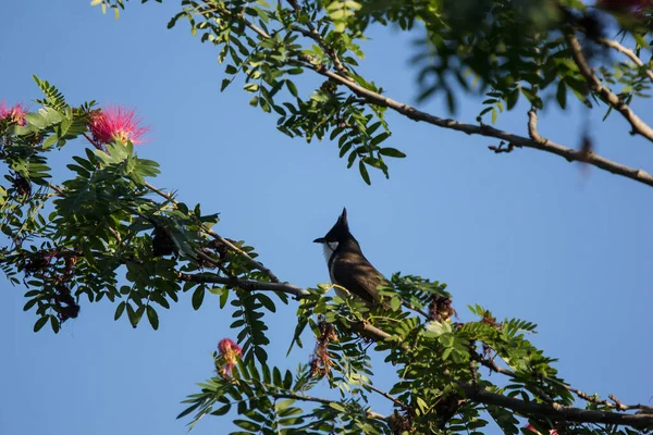 Gros Plan Oiseau Sur Arbre Poudre Fleur Rose — Photo