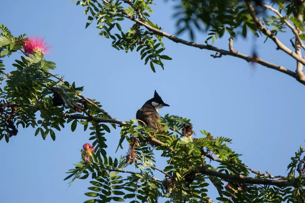 Gros Plan Oiseau Sur Arbre Poudre Fleur Rose — Photo