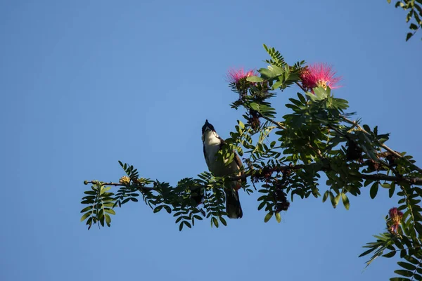 Gros Plan Oiseau Sur Arbre Poudre Fleur Rose — Photo