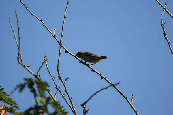 Primer Plano Pájaro Árbol Flor Rosa Polvo Puff — Foto de Stock