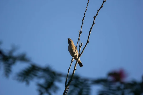 雀鸟栖息在粉红粉扑树上 — 图库照片